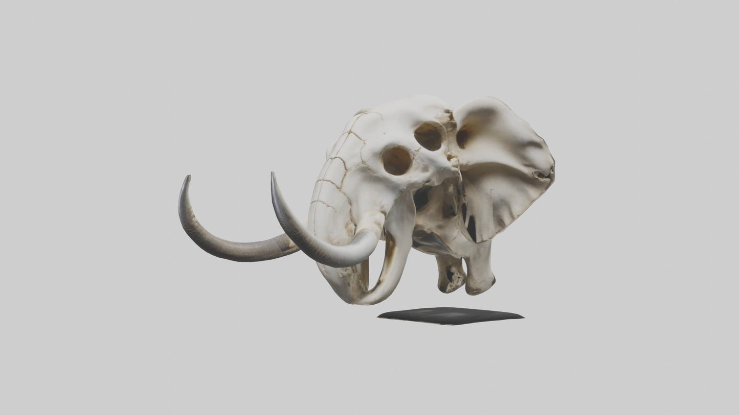 3D model Elephant Skull VR / AR / low-poly
