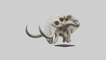3D model Elephant Skull VR / AR / low-poly
