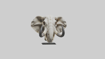 Elephant Skull Skeleton model 3D model