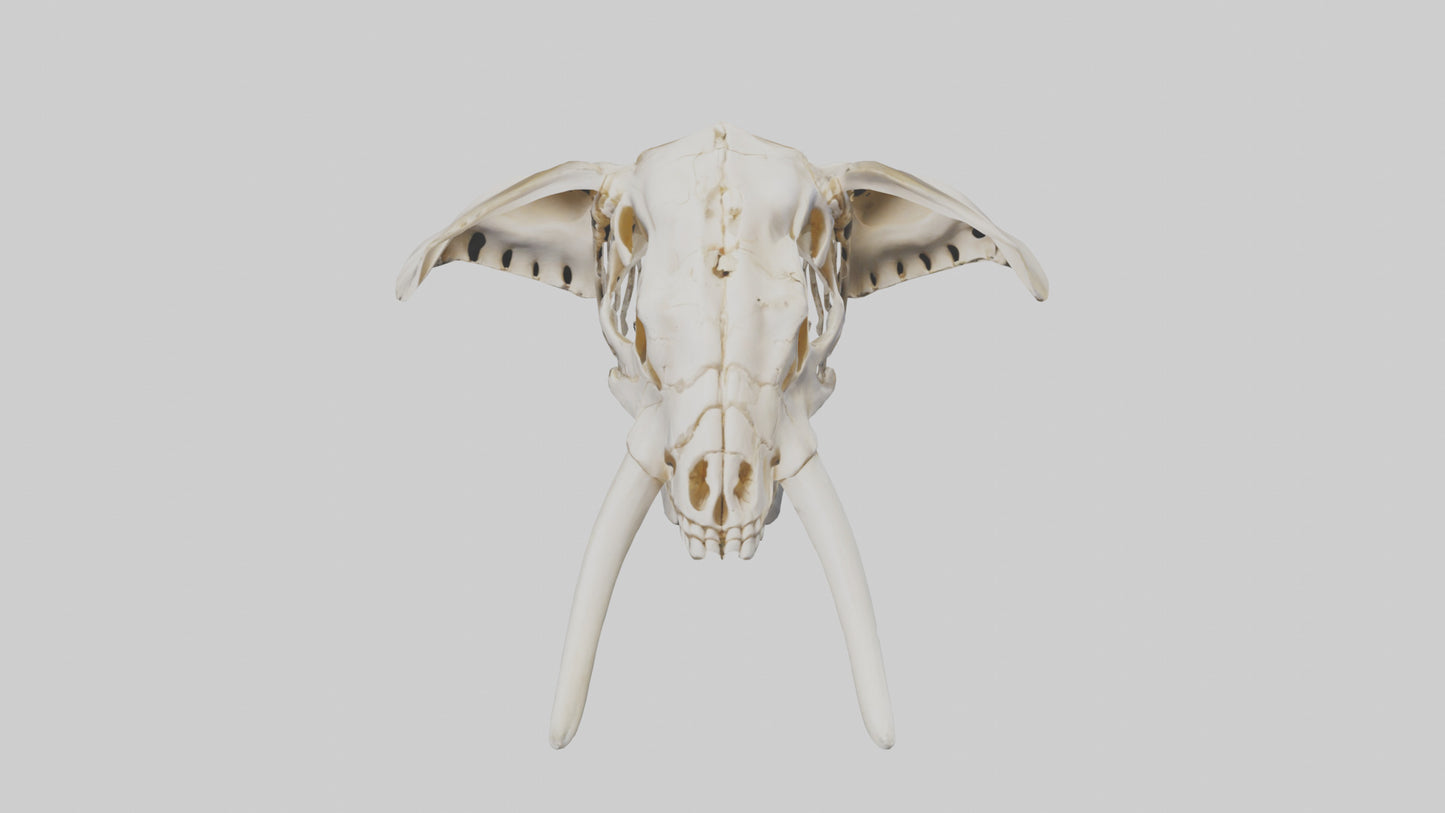 Elephant Skull Skeleton model 3D model