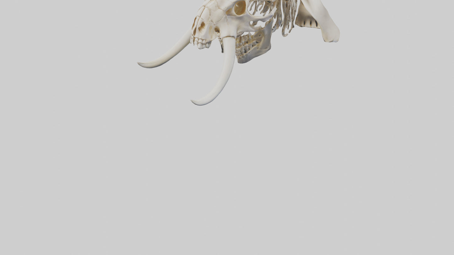 Elephant Skull Skeleton model 3D model
