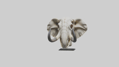 Elephant Skull Skeleton model 3D model