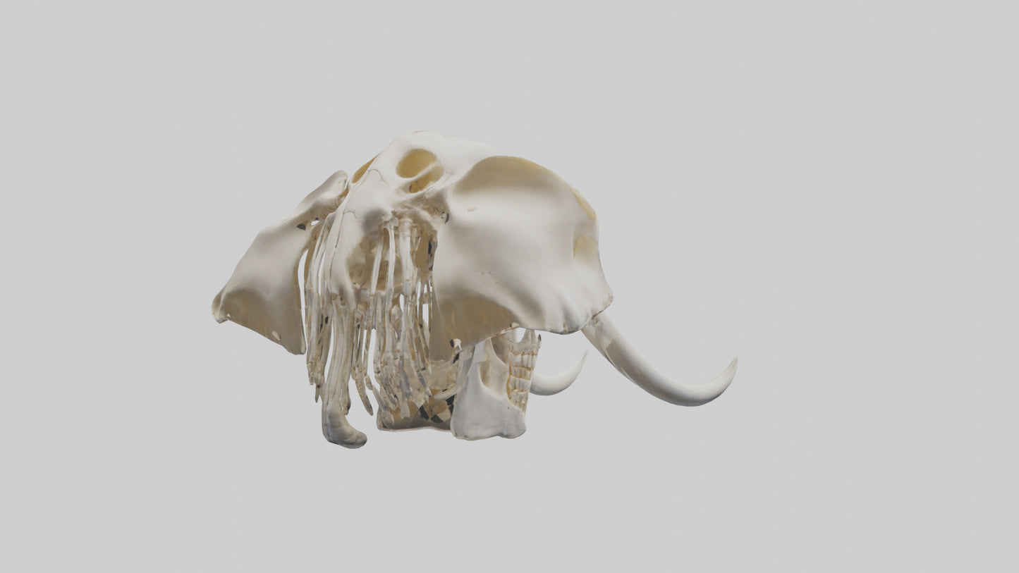 Elephant Skull Skeleton model 3D model
