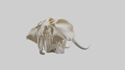 Elephant Skull Skeleton model 3D model