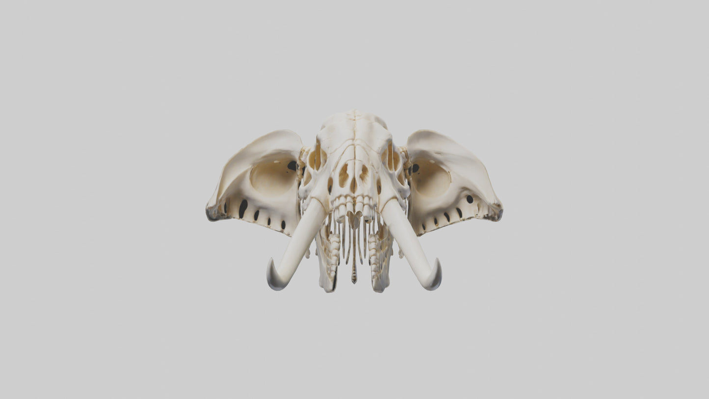 Elephant Skull Skeleton model 3D model