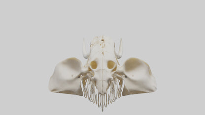 Elephant Skull Skeleton model 3D model