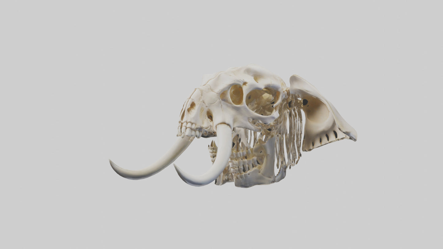 Elephant Skull Skeleton model 3D model