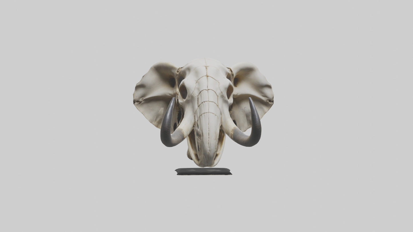 Elephant Skull Skeleton model 3D model