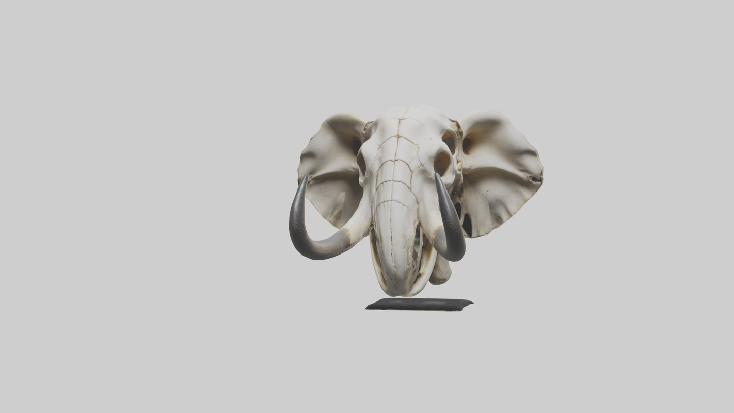 Elephant Skull Skeleton model 3D model