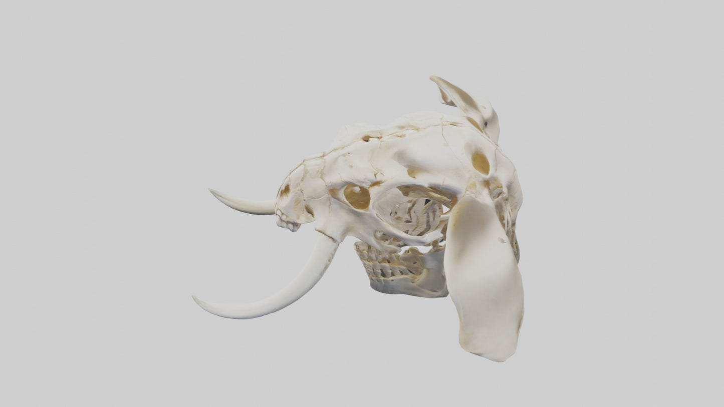 Elephant Skull Skeleton model 3D model