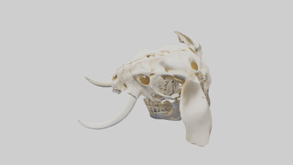 Elephant Skull Skeleton model 3D model