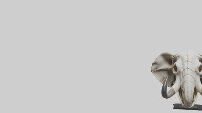 Elephant Skull Skeleton model 3D model