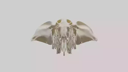 Elephant Skull Skeleton model 3D model