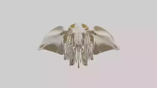 Elephant Skull Skeleton model 3D model