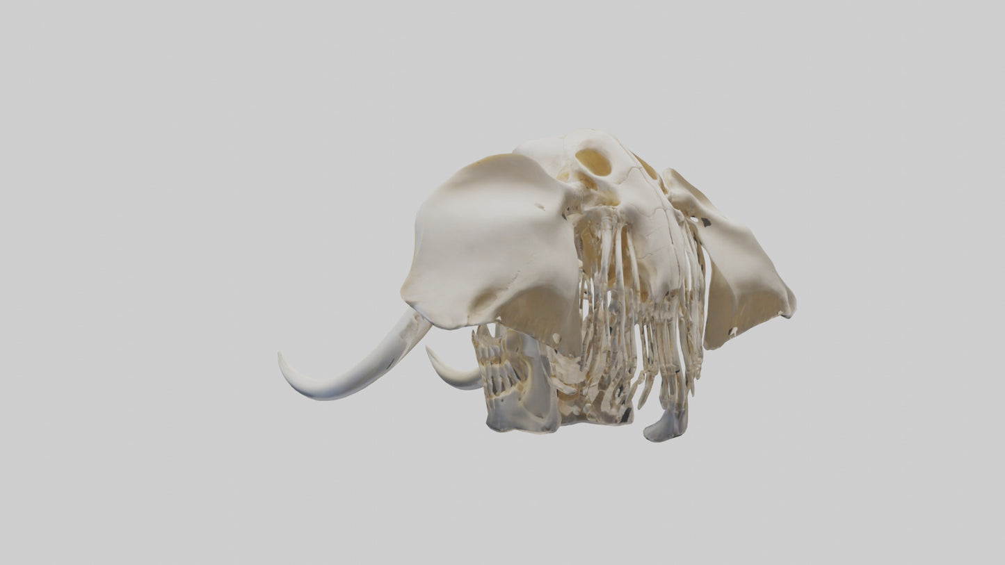 Elephant Skull Skeleton model 3D model