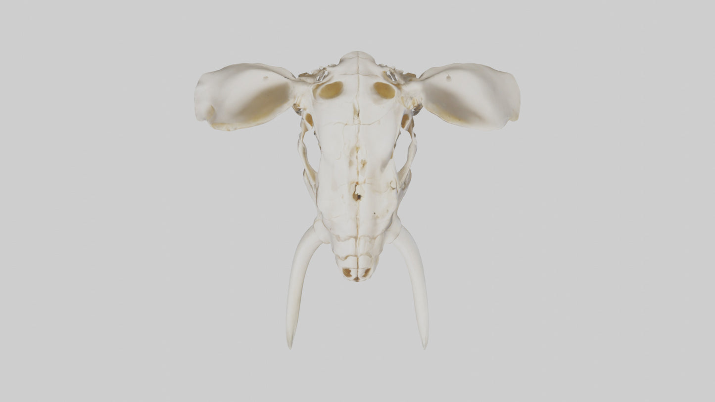 Elephant Skull Skeleton model 3D model