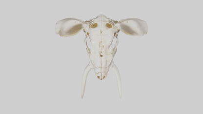Elephant Skull Skeleton model 3D model