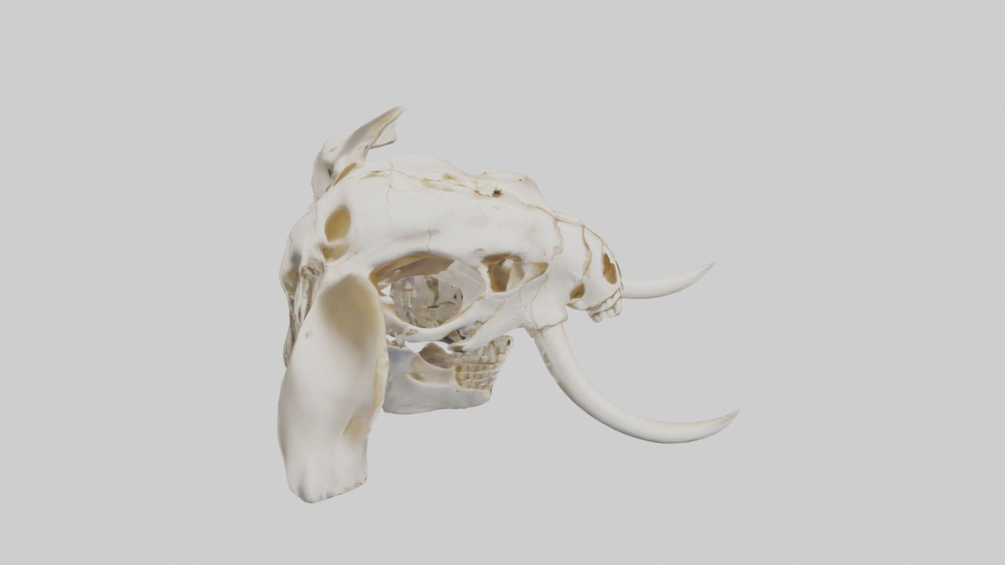Elephant Skull Skeleton model 3D model