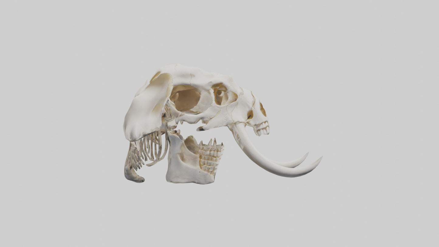 Elephant Skull Skeleton model 3D model