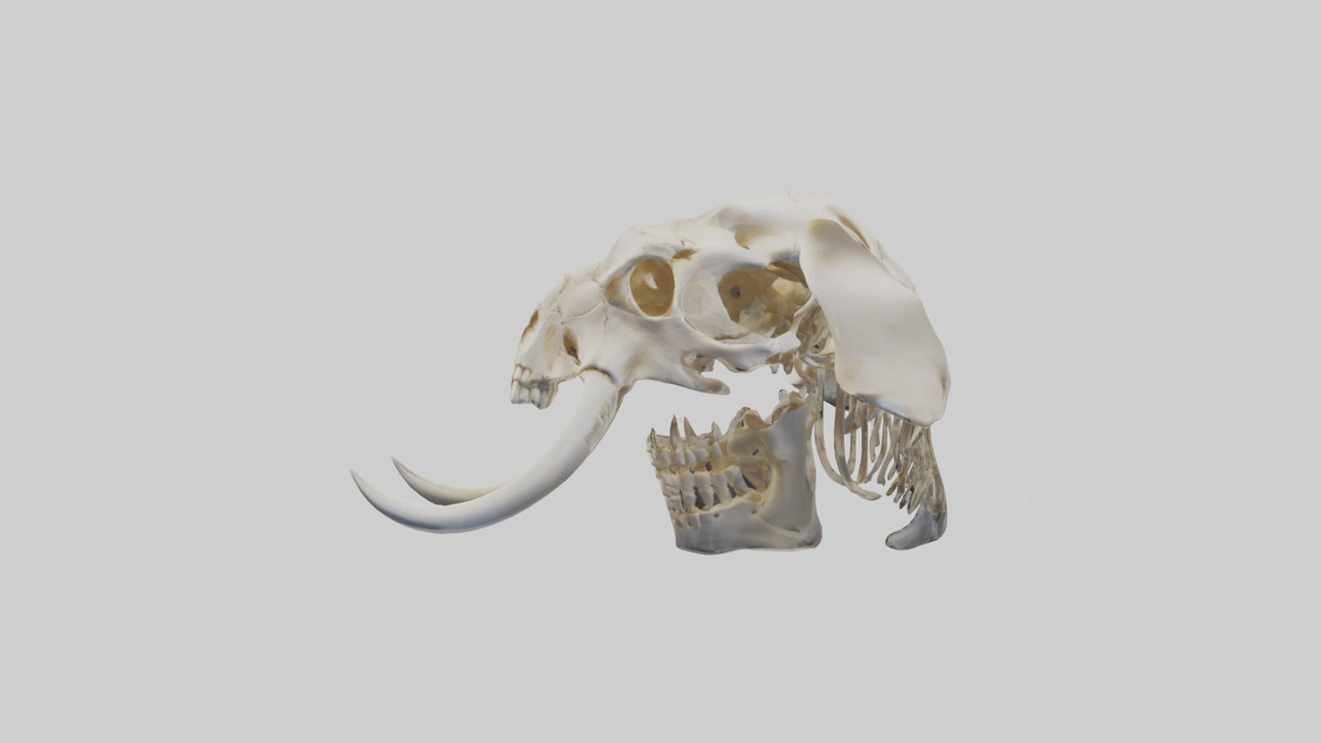 Elephant Skull Skeleton model 3D model