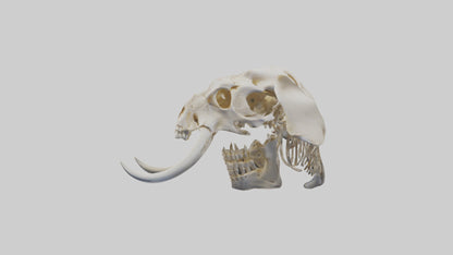 Elephant Skull Skeleton model 3D model