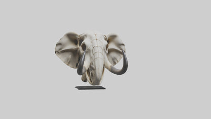 Elephant Skull Skeleton model 3D model