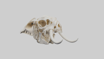 Elephant Skull Skeleton model 3D model