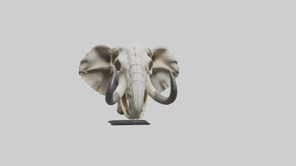 Elephant Skull Skeleton model 3D model