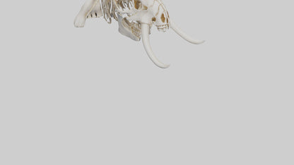 Elephant Skull Skeleton model 3D model