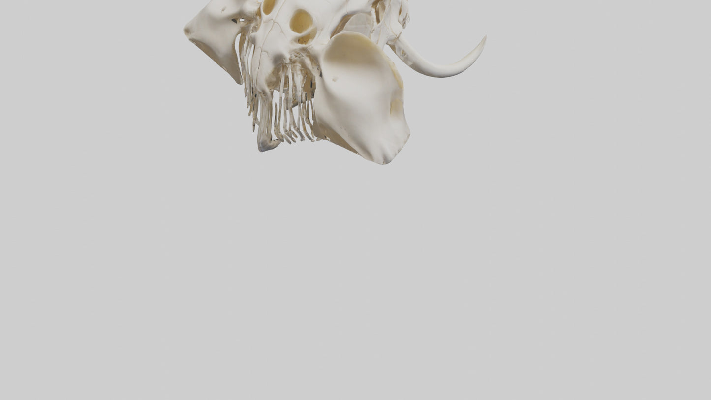 Elephant Skull Skeleton model 3D model