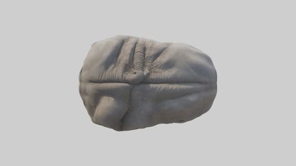 Elephant Stomach 3D model