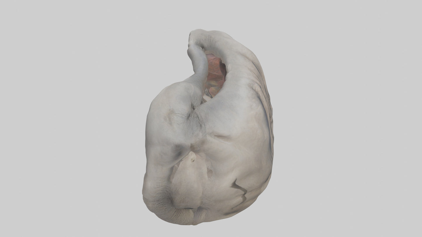 Elephant Stomach 3D model
