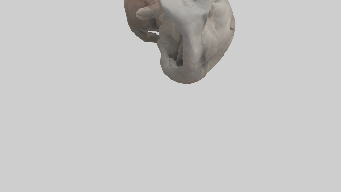 Elephant Stomach 3D model