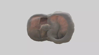 Elephant Stomach 3D model