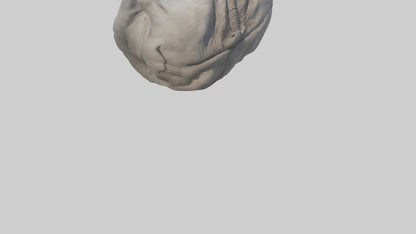 Elephant Stomach 3D model