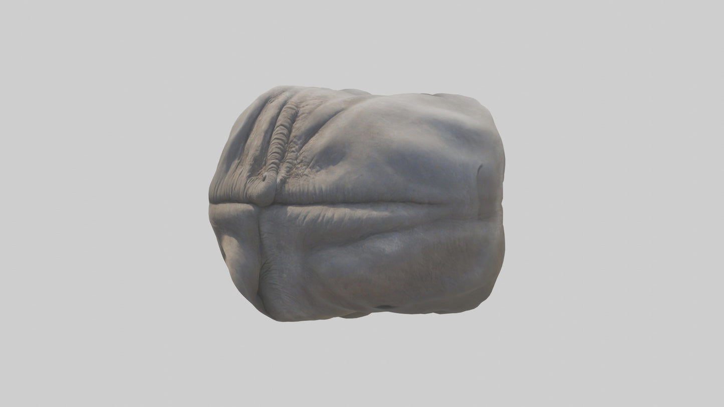 Elephant Stomach 3D model