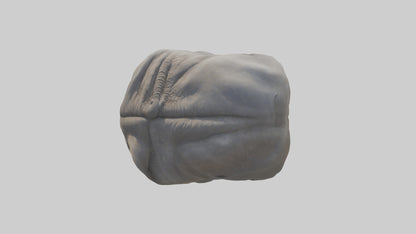 Elephant Stomach 3D model