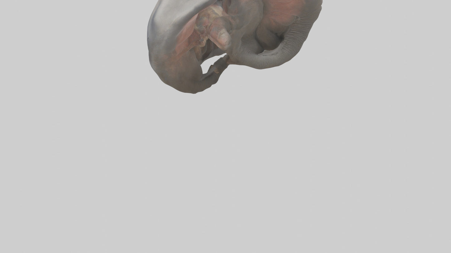Elephant Stomach 3D model