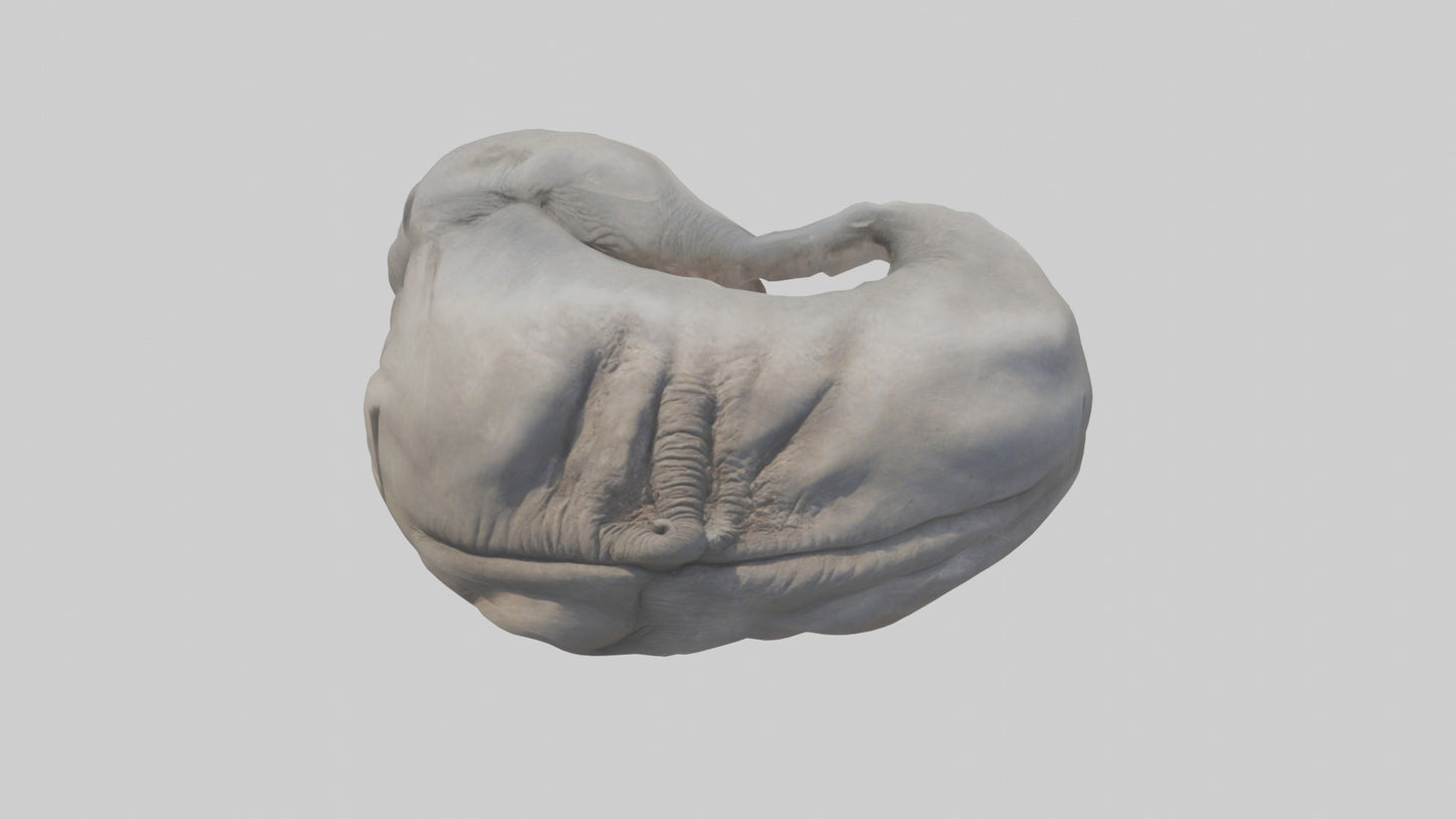 Elephant Stomach 3D model