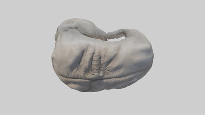 Elephant Stomach 3D model
