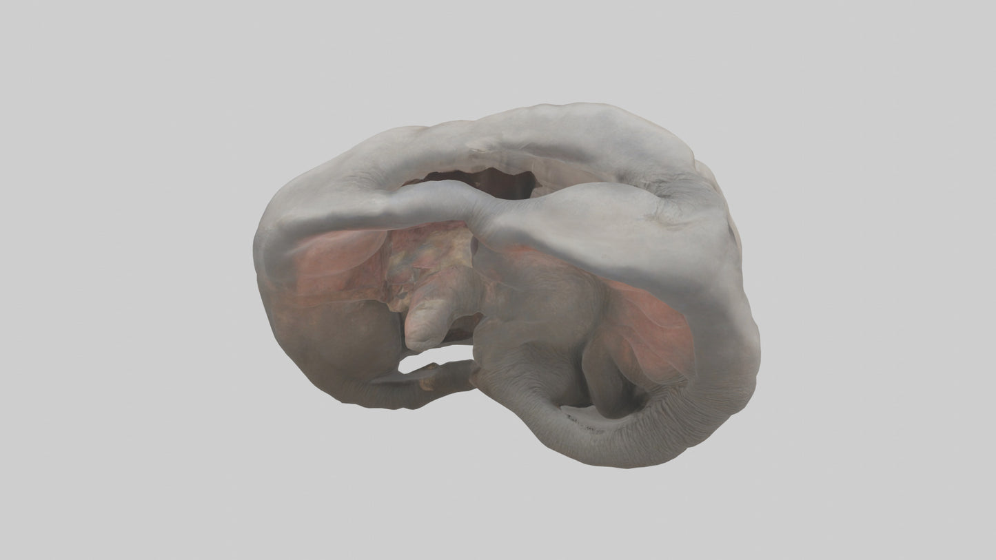 Elephant Stomach 3D model