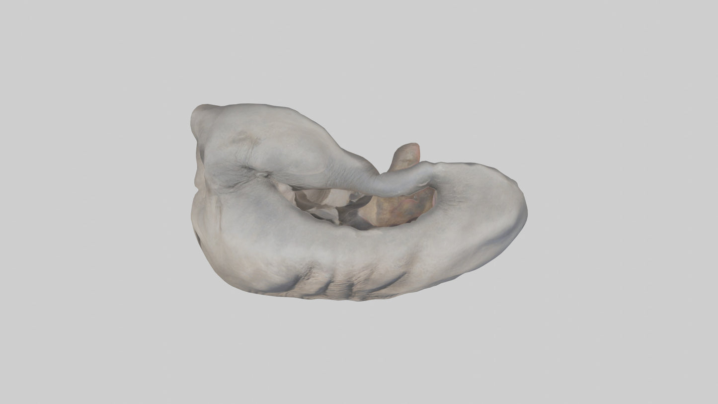 Elephant Stomach 3D model