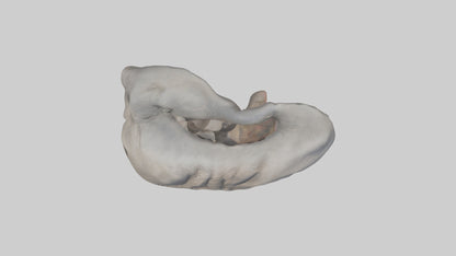 Elephant Stomach 3D model