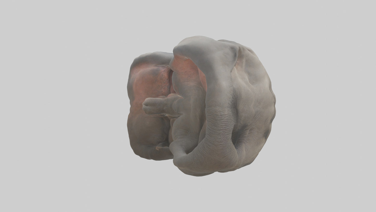 Elephant Stomach 3D model
