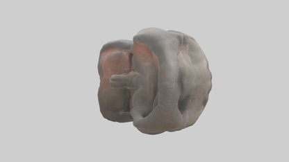 Elephant Stomach 3D model