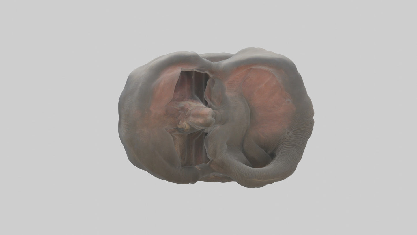 Elephant Stomach 3D model