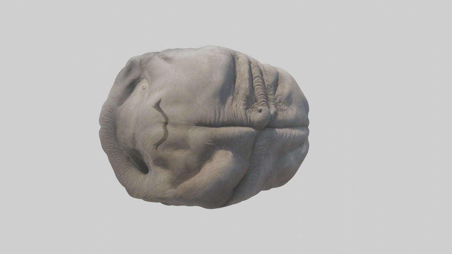 Elephant Stomach 3D model