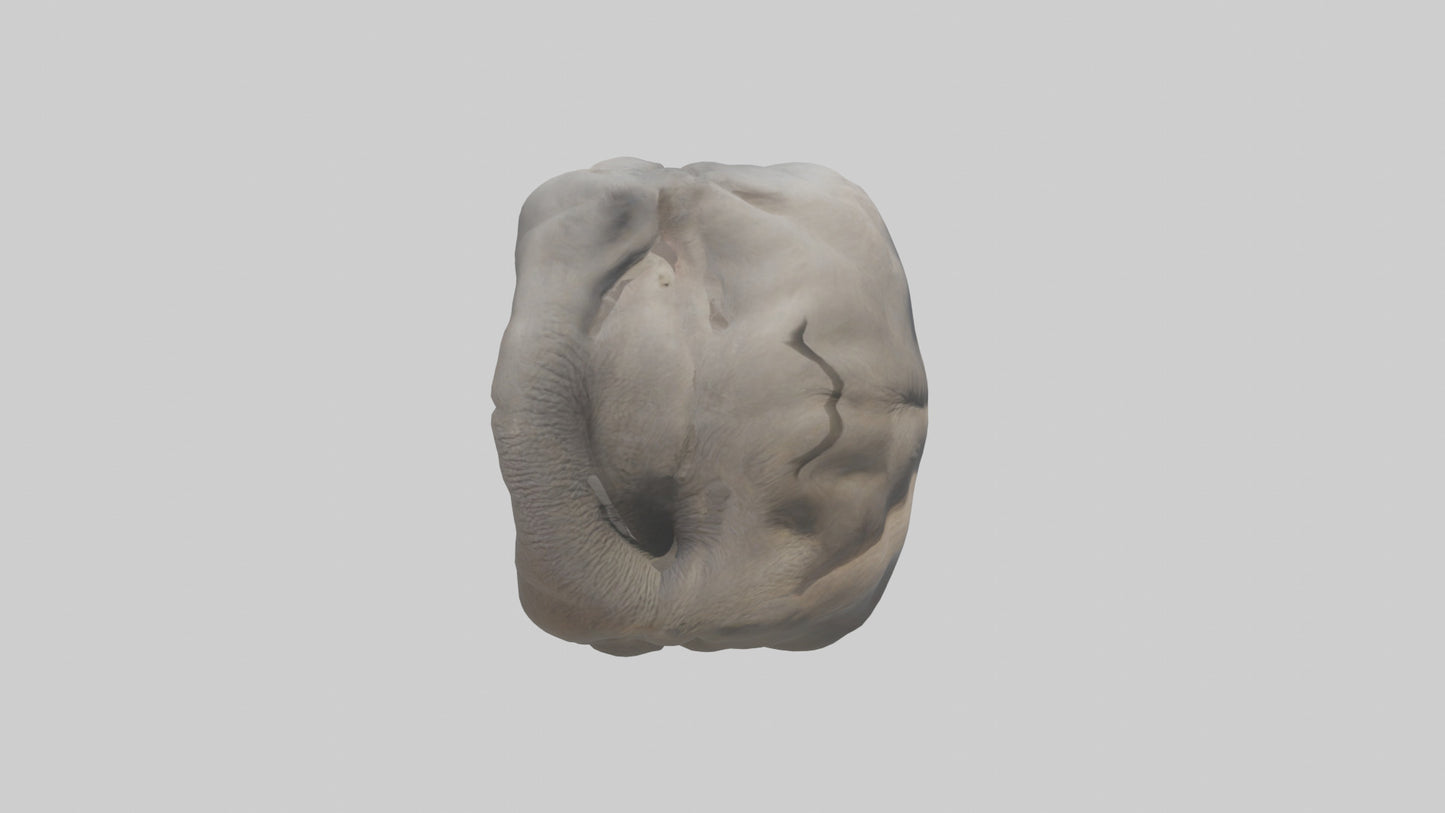 Elephant Stomach 3D model