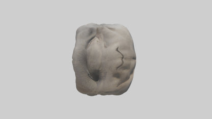 Elephant Stomach 3D model