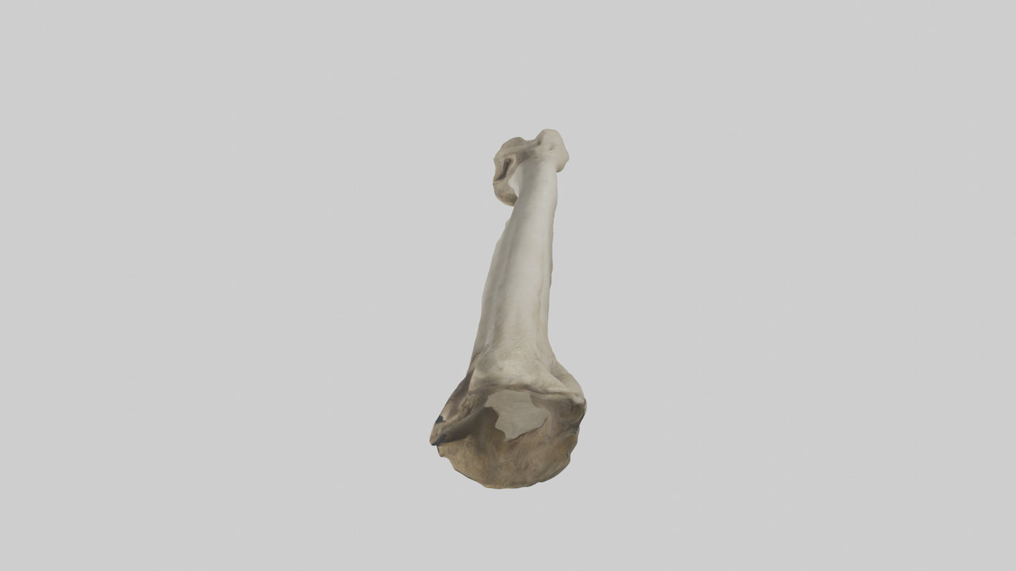 Elephant Tibia 3D model